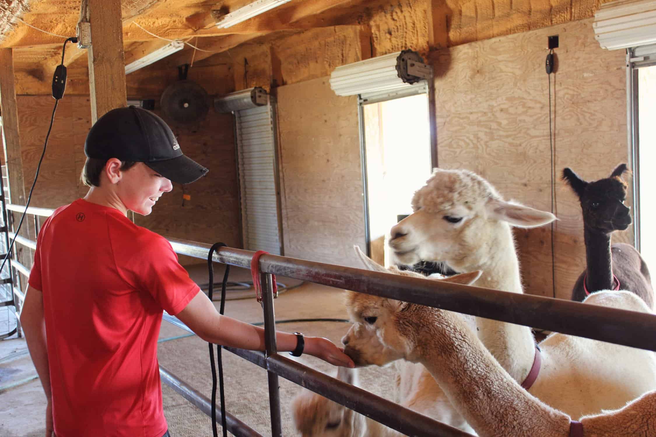 Crossed Arrows Alpaca Farm Oklahoma coleyraeh