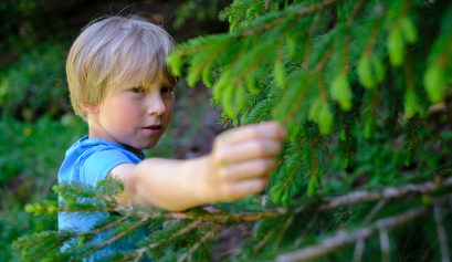 Boy picking tree tips from a fir tree in spring