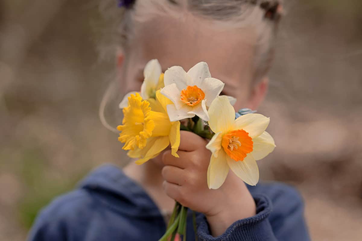 daffodil bouquet