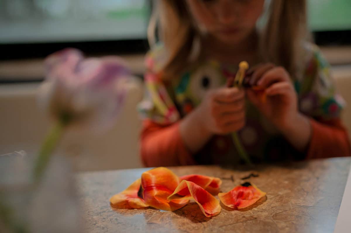 dissecting tulips