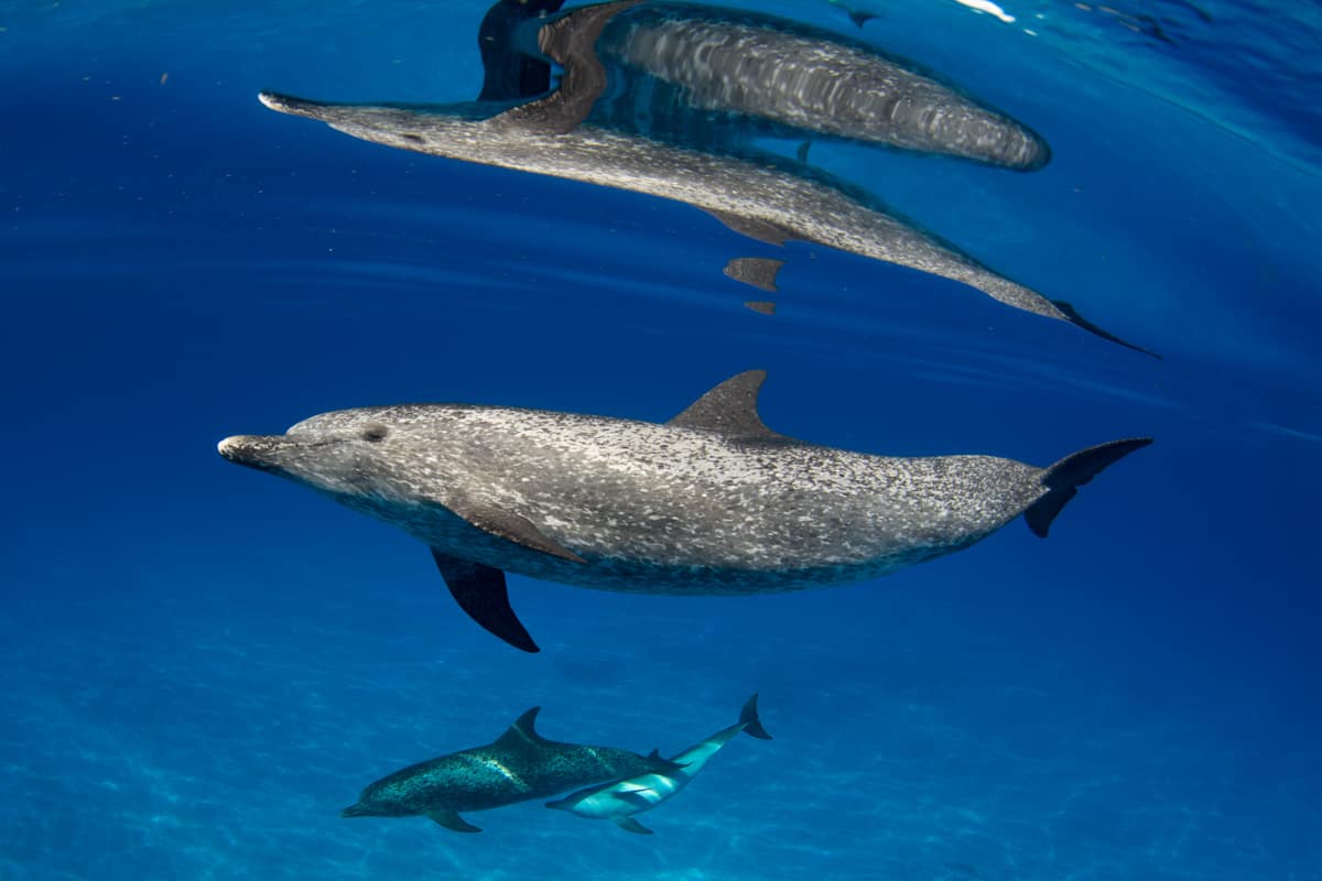 Atlantic spotted dolphin in the Bahamas. 