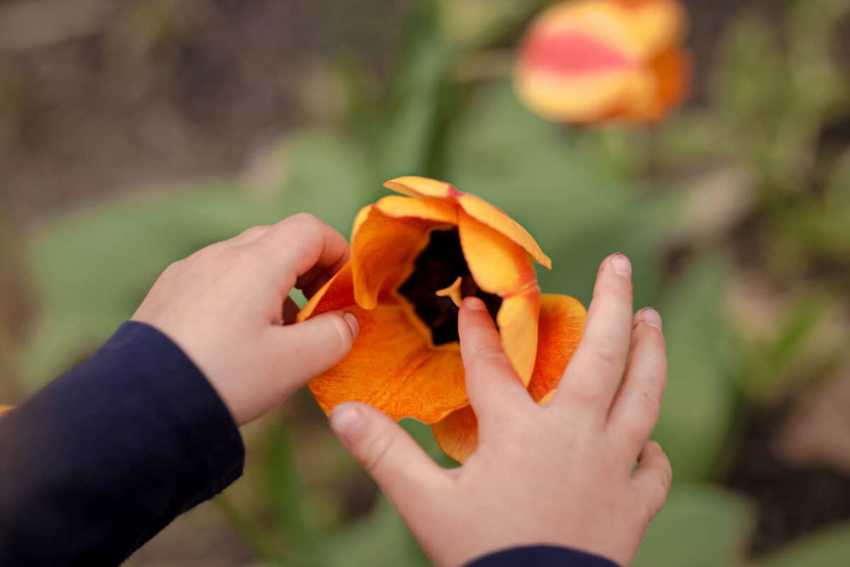 examining tulips