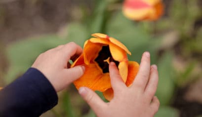 examining tulips