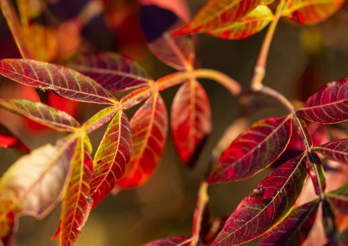 red sumac in autumn