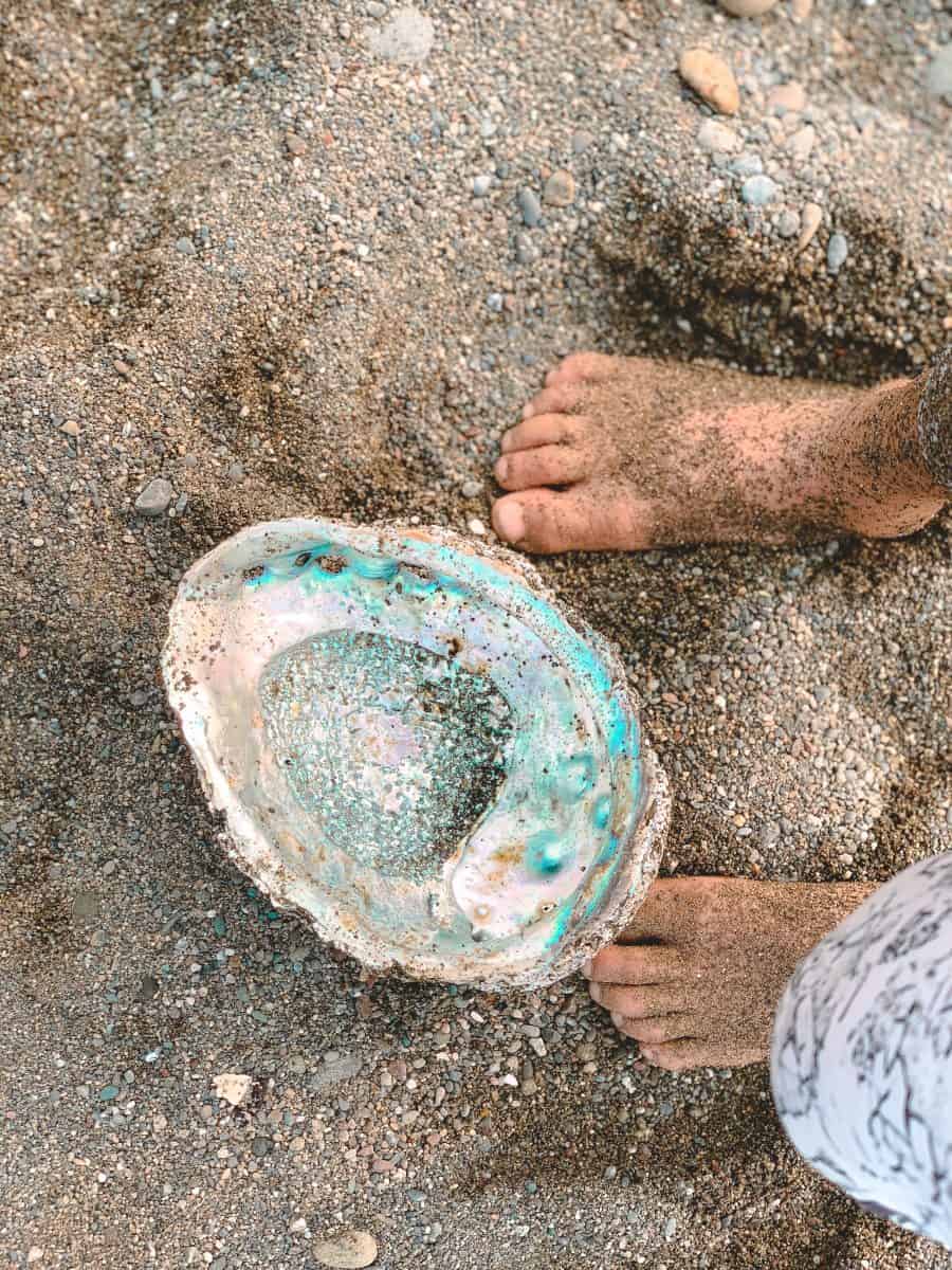 Seashells in tidepools in California