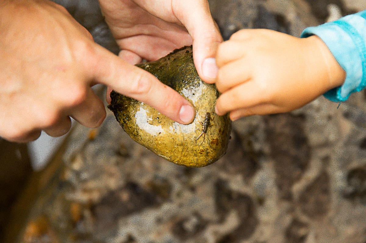 teaching kids about science and entomology through fly fishing