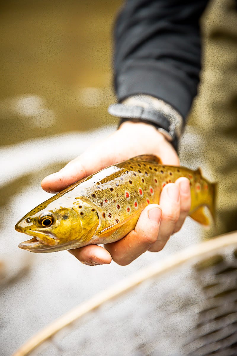 fly fishing basics - how to identify different types of trout