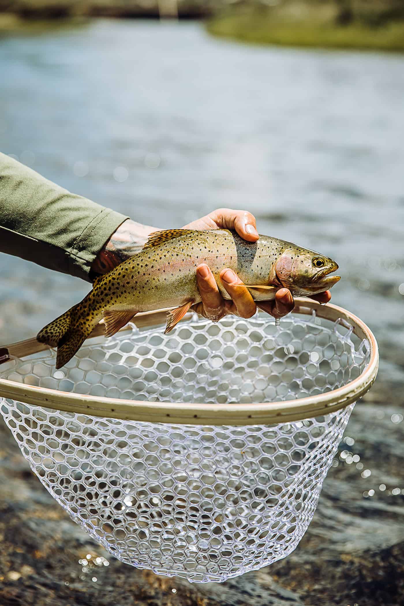 fly fishing for kids - types of fish