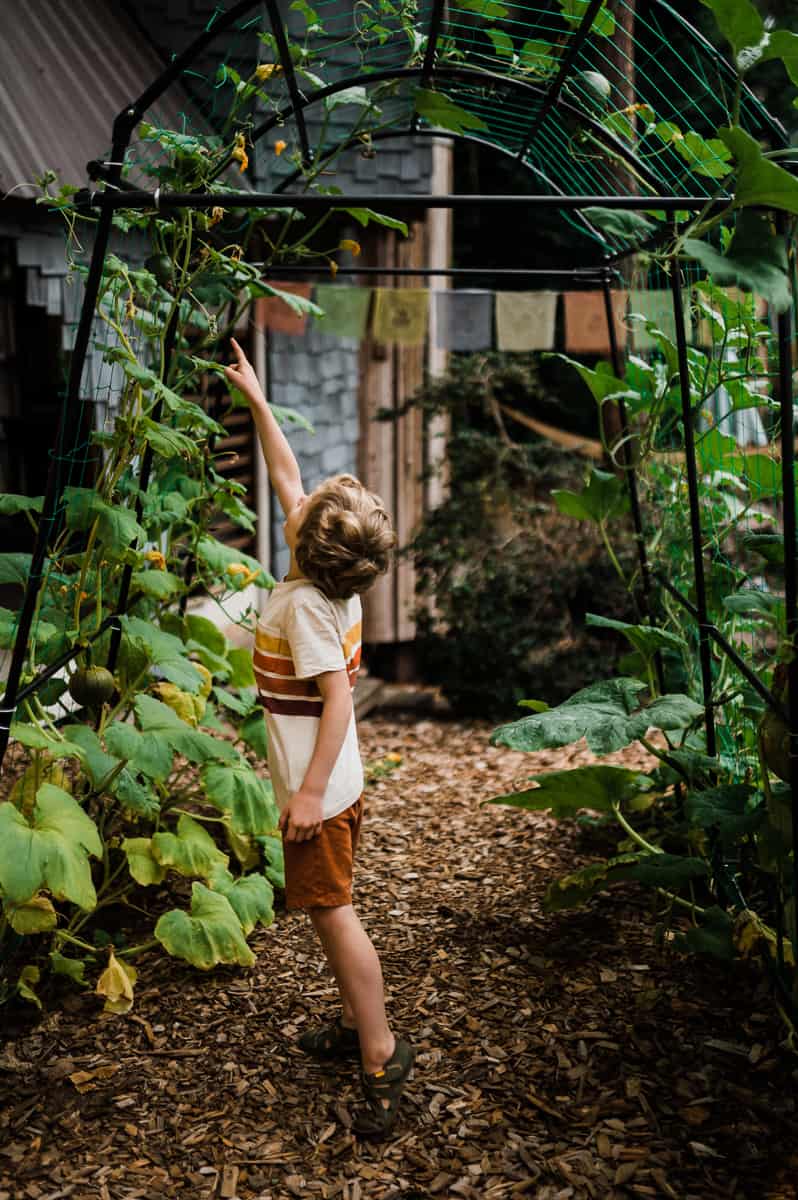 Child counts pumpkins growing on squash tunnel in children's garden.