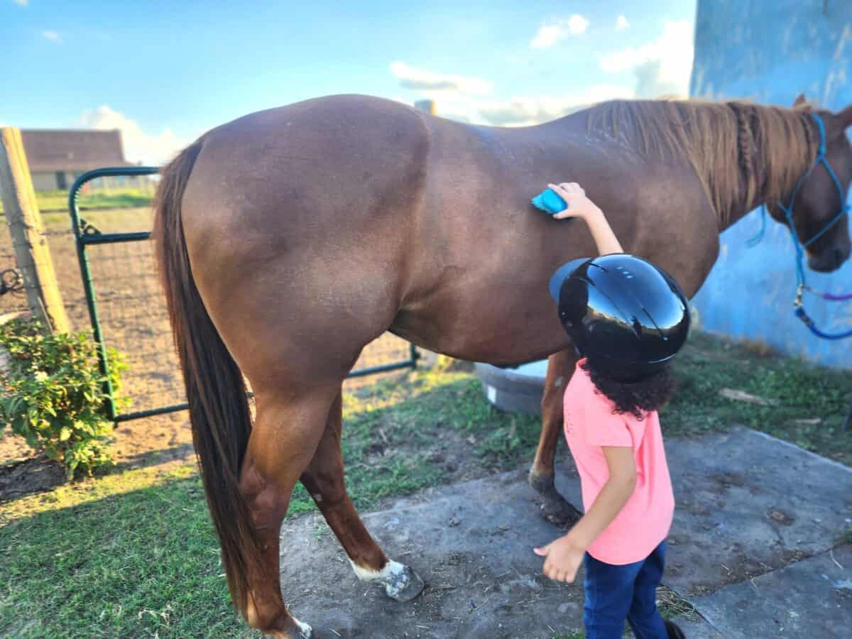 what to expect in horseback riding lessons