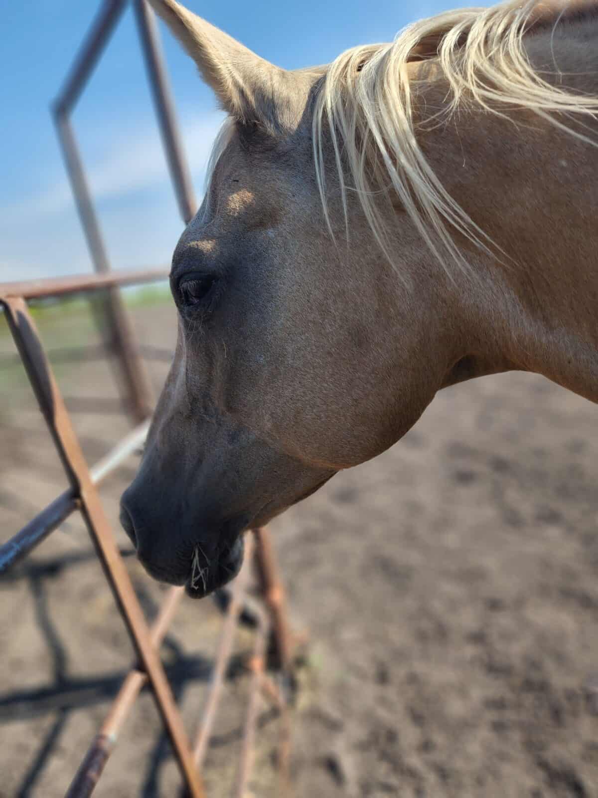 horseback riding lessons for kids