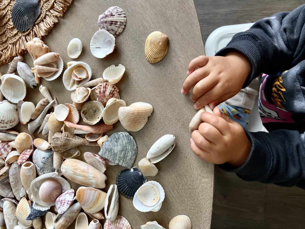 seashell crafts for kids