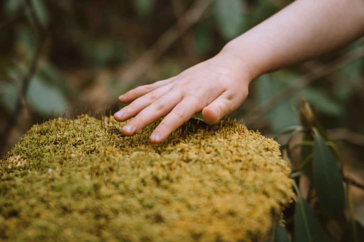 Crafting Nature Critters with kids