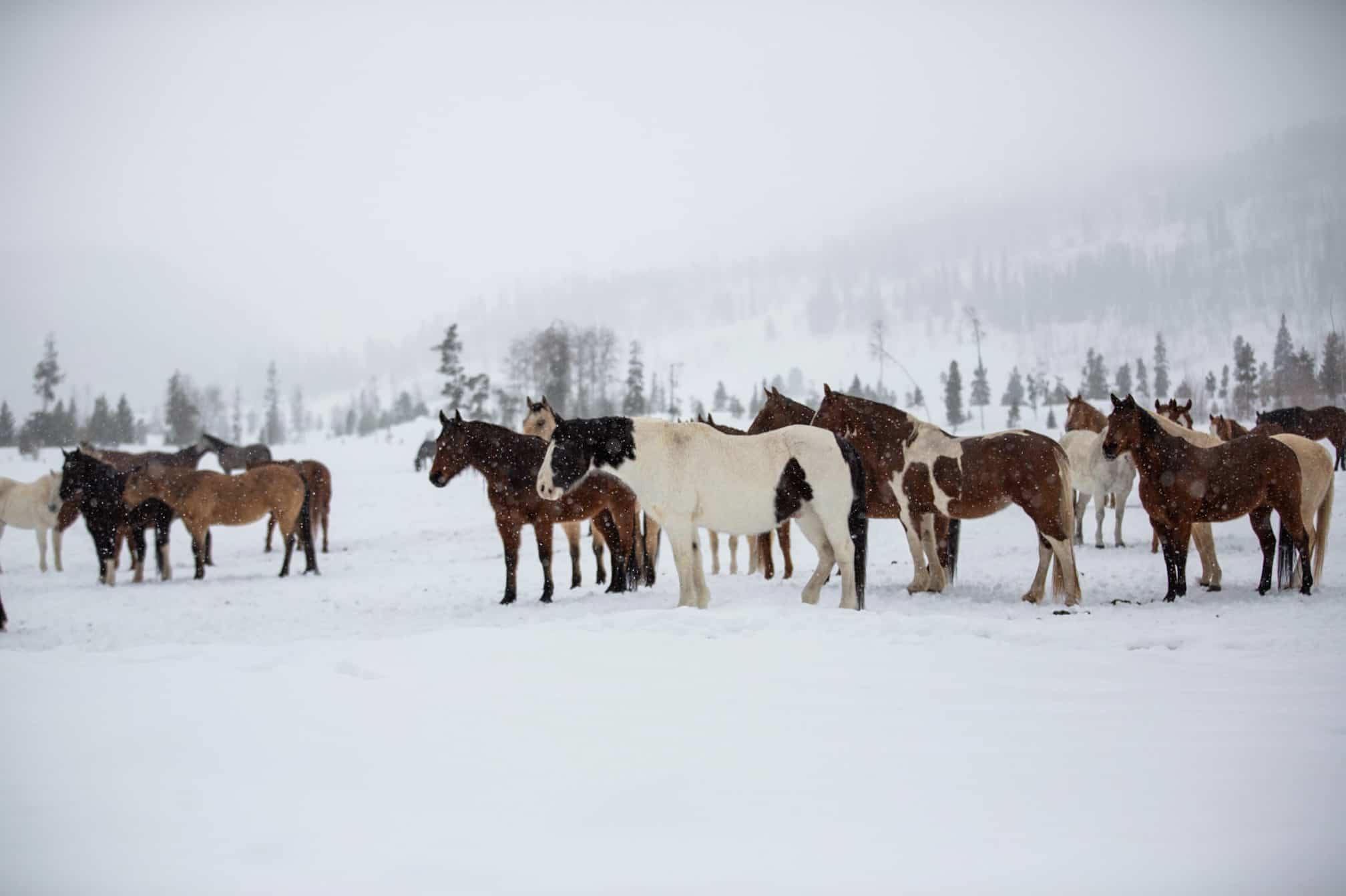 Best Winter Trips for Kids - Vista Verde Ranch, CO