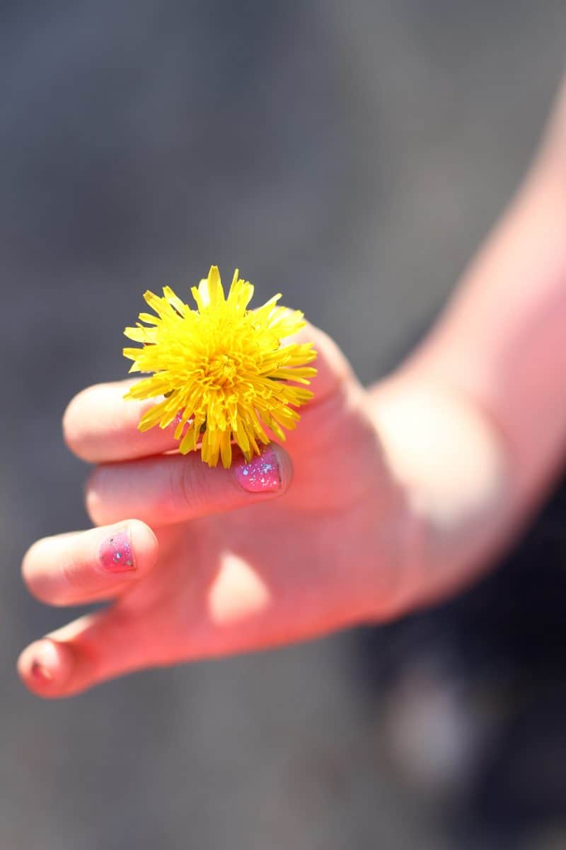 How to make dandelion tea