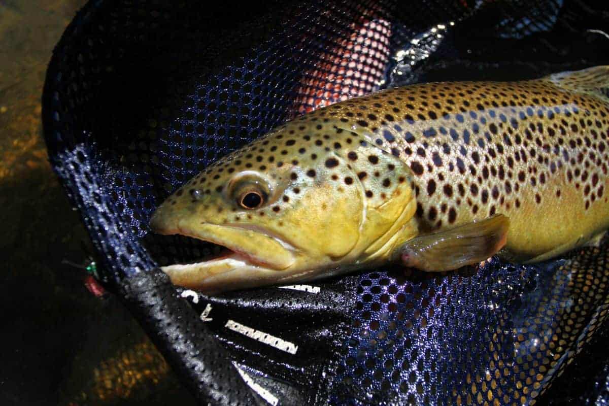 fly fishing dry run creek arkansas with kids