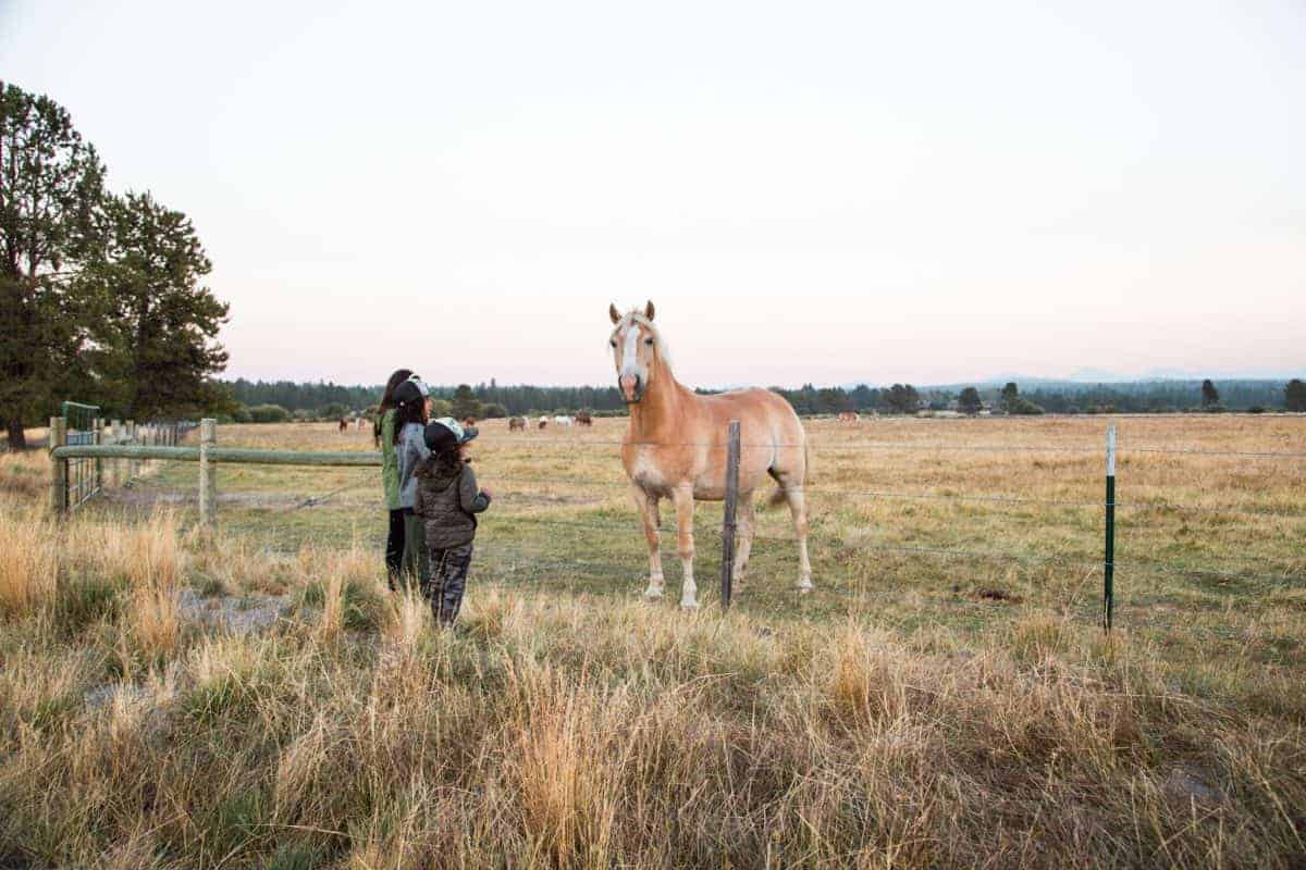 horses at sunriver resort