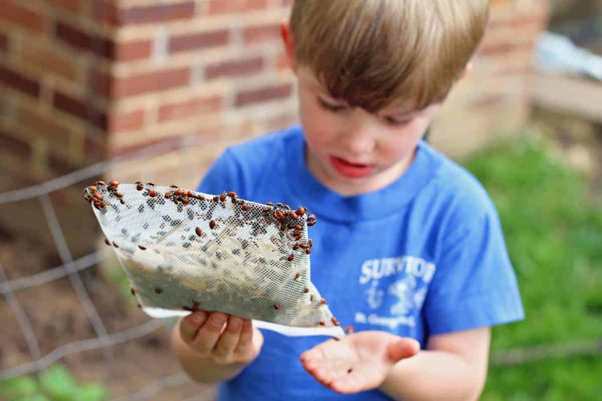 releasing ladybugs with kids