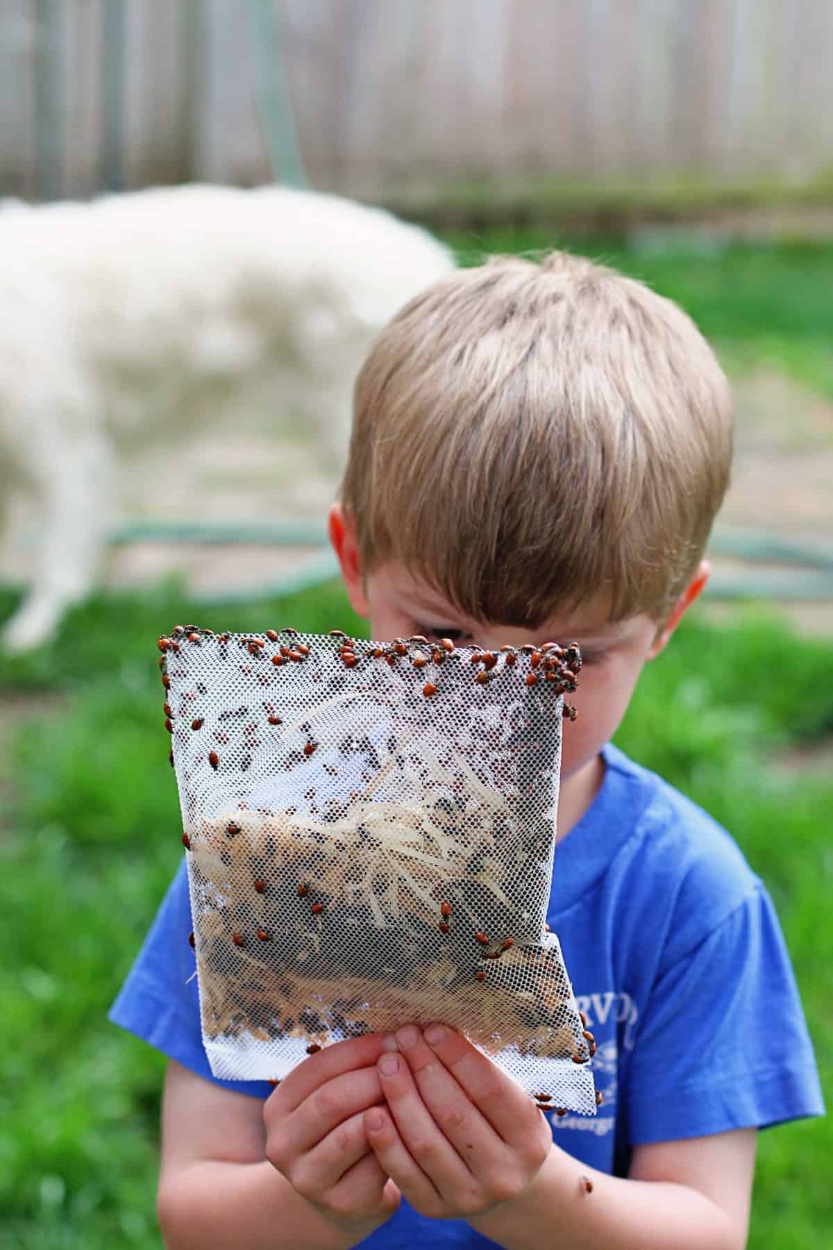 adding ladybugs to your garden as pest control