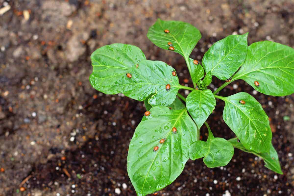 adding ladybugs to your garden