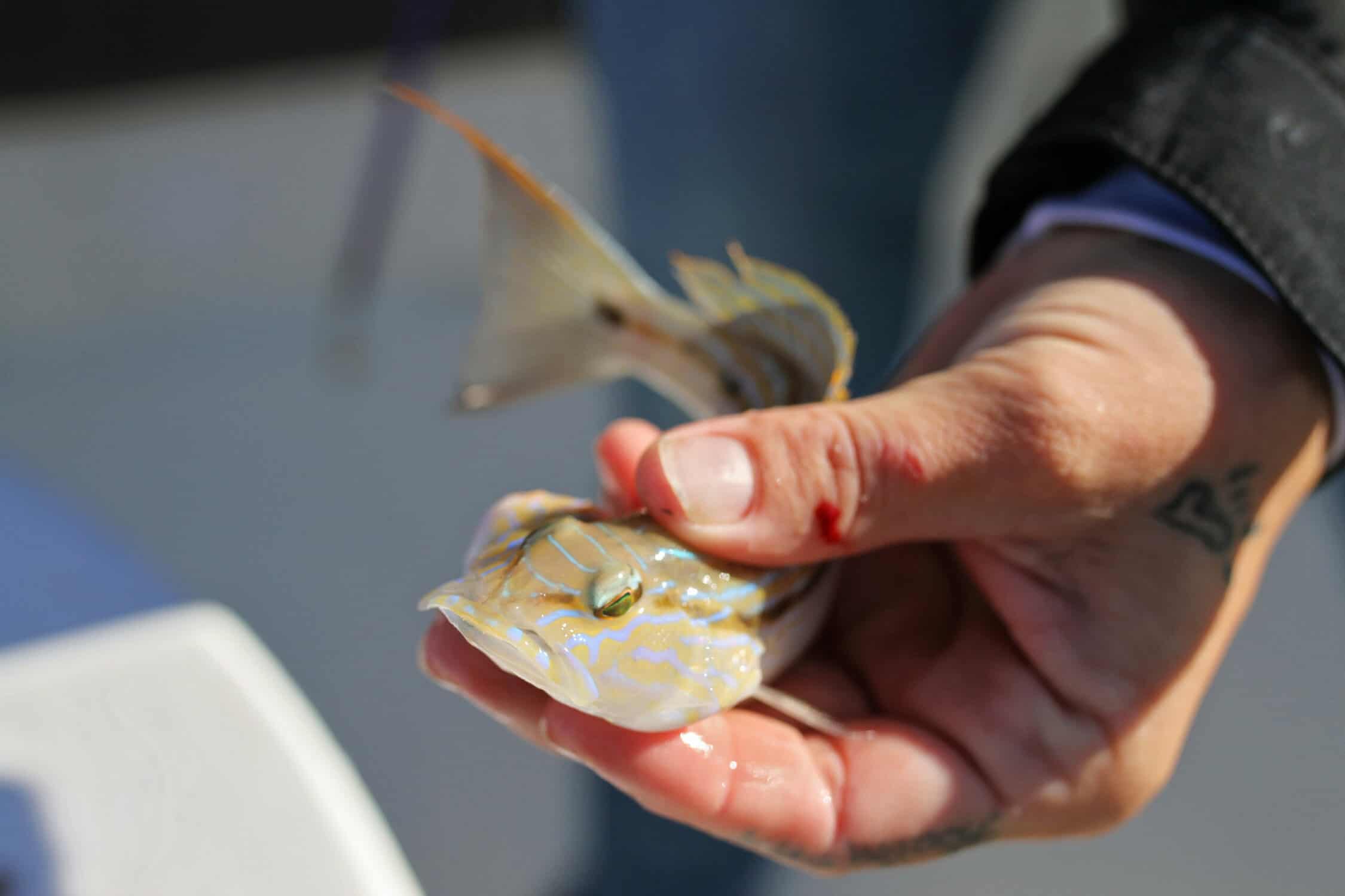 squirrel fish - destin florida