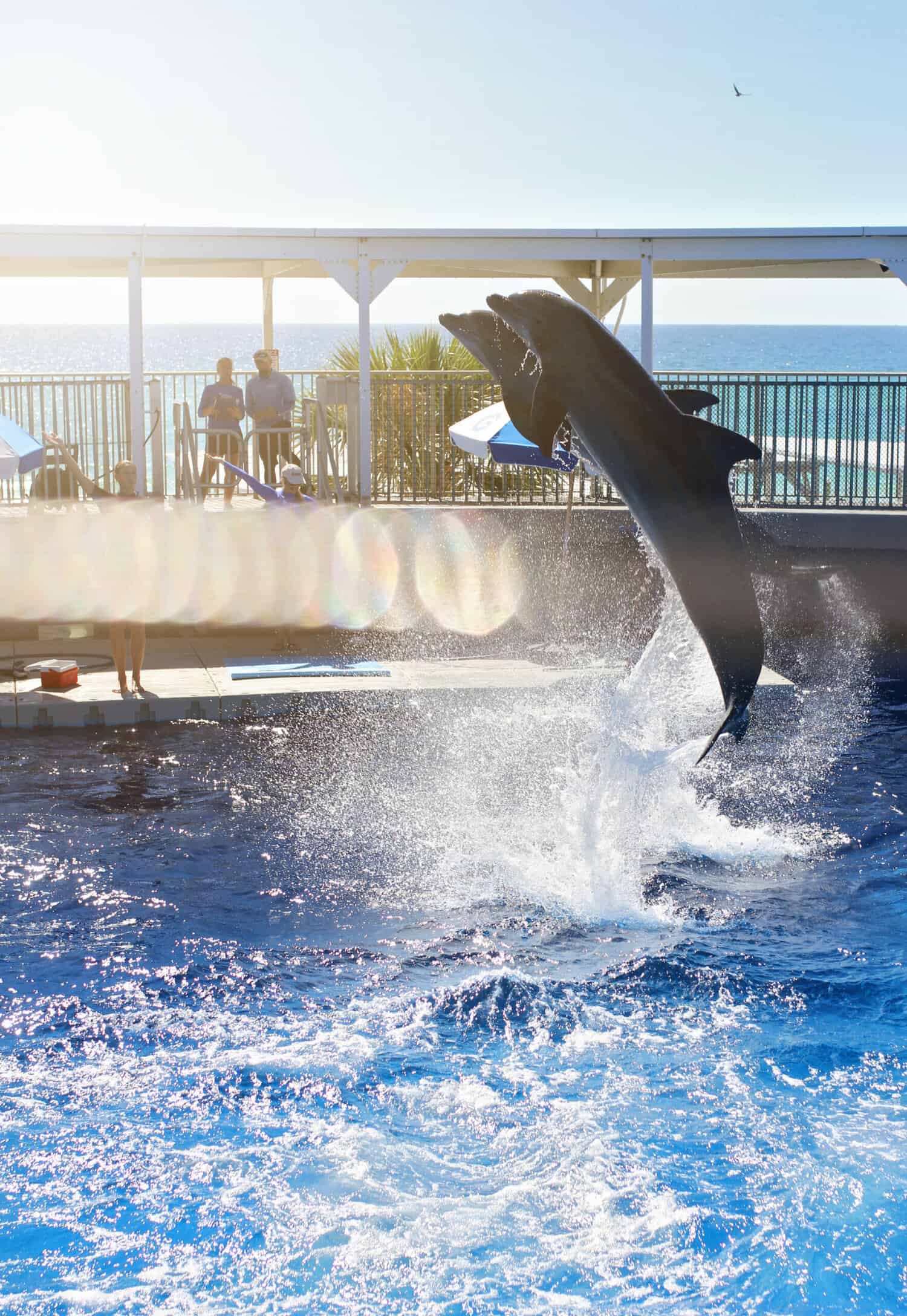 dolphin show at the Gulfarium in Destin