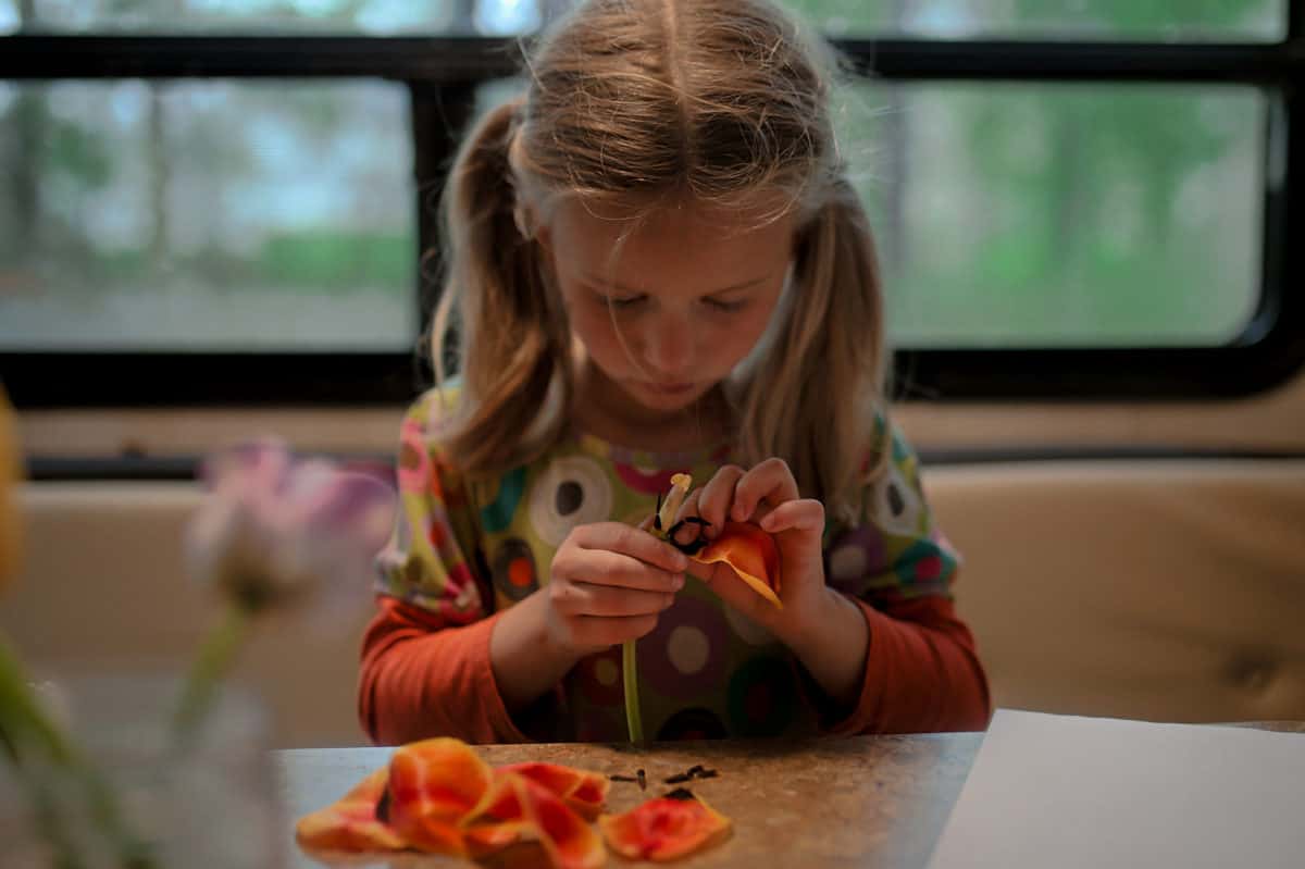 kids dissecting tulips