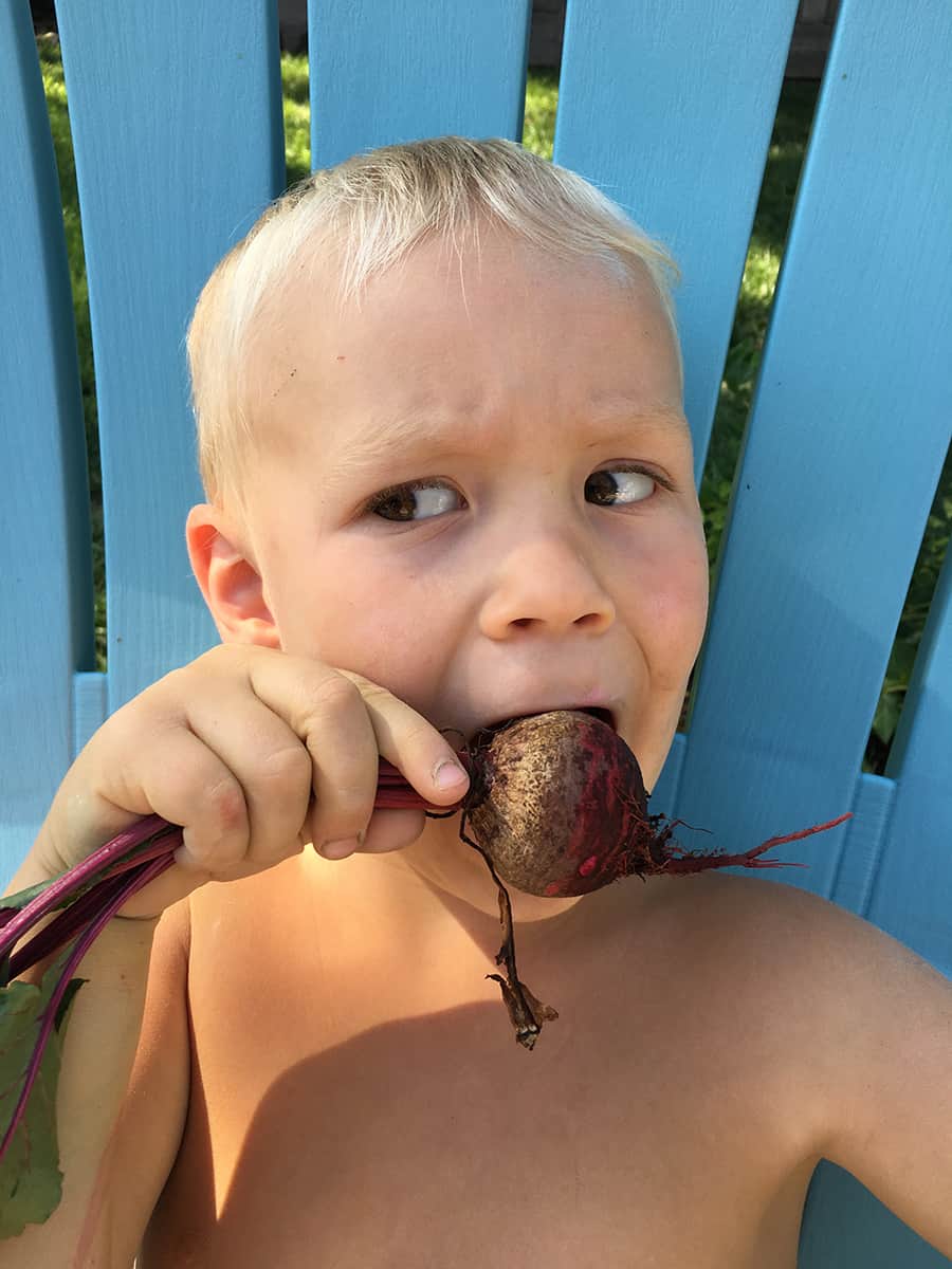 Teaching kids where their food comes from - eating beets