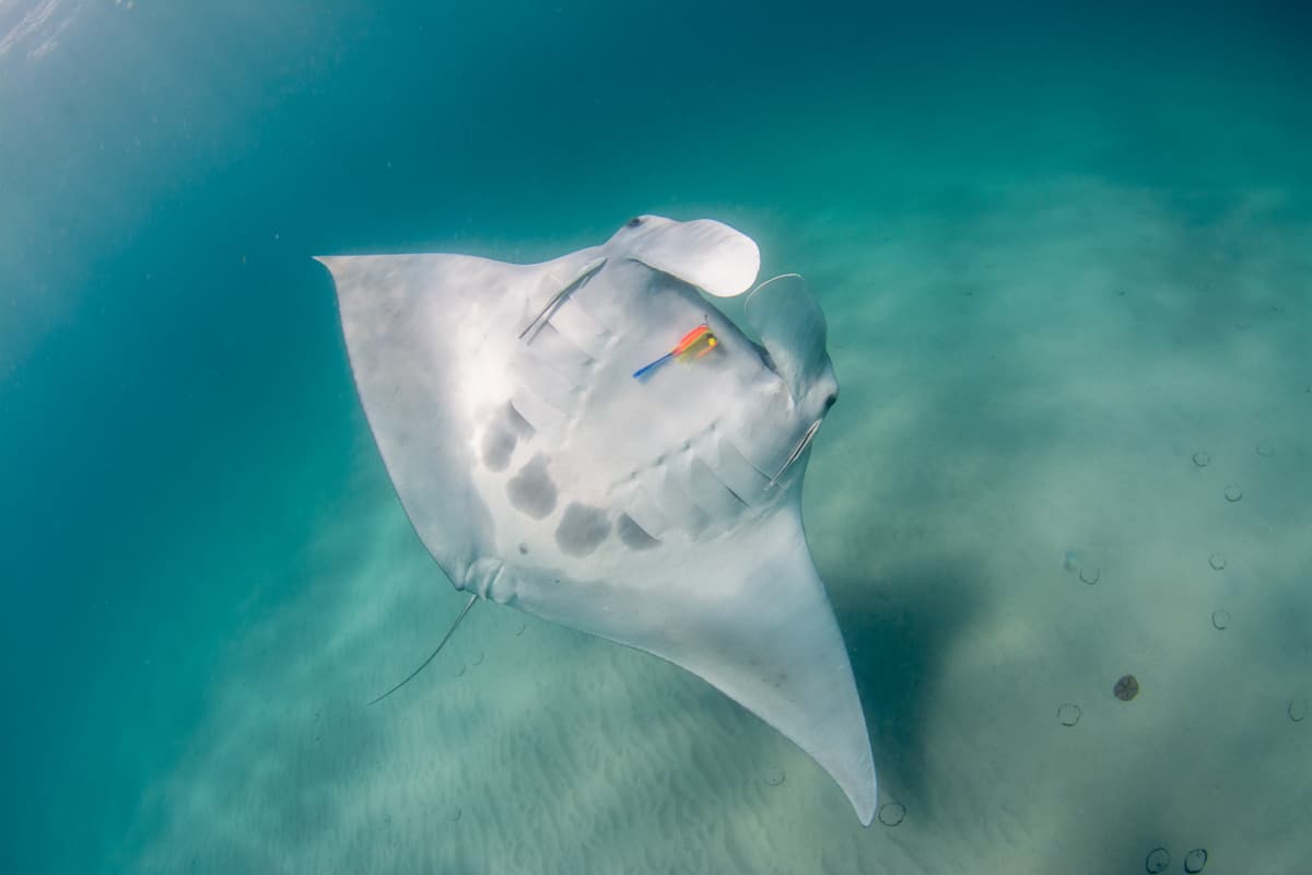 Manta ray in Florida with a fishing lure hooked to her face 