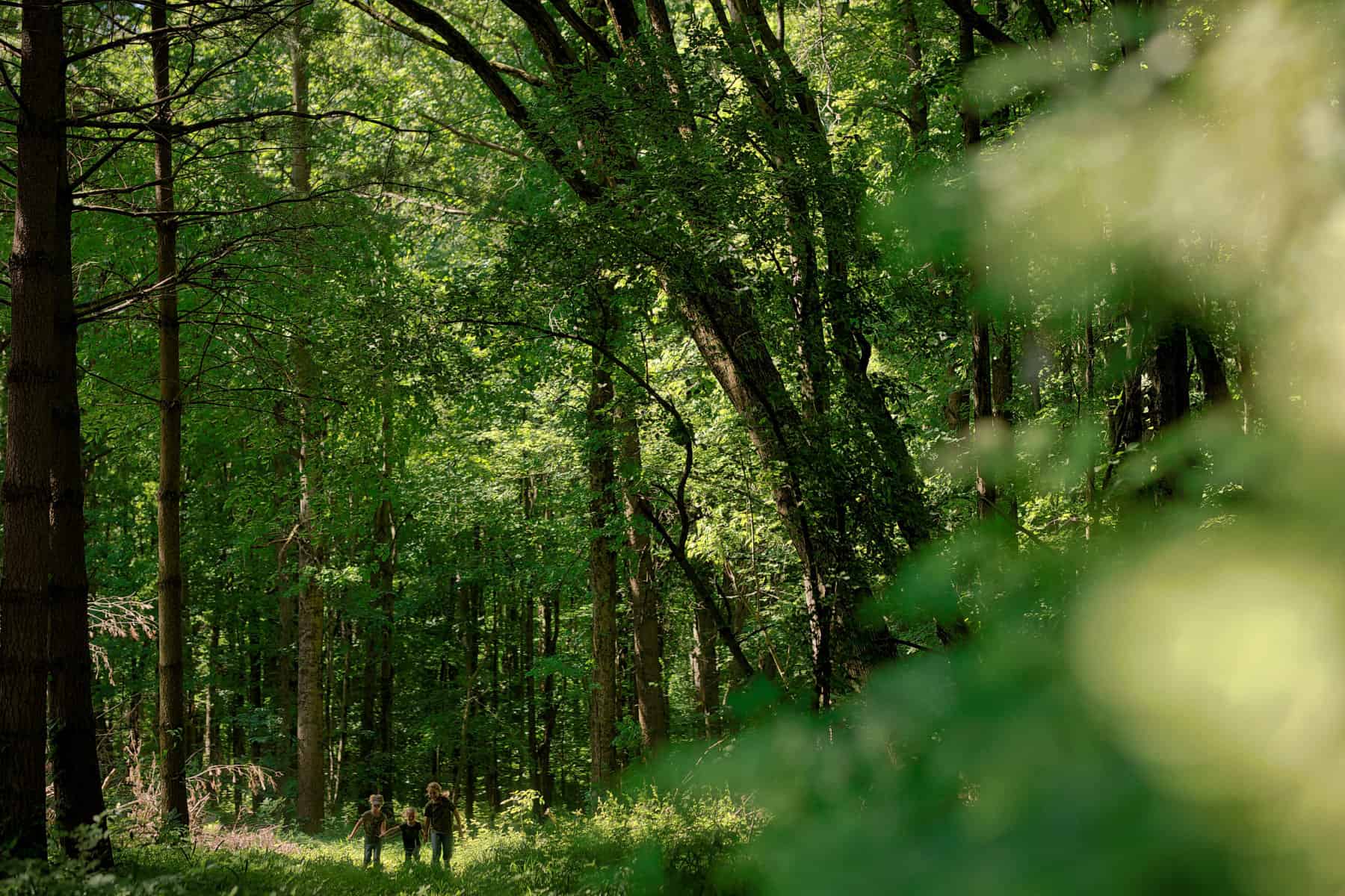 nature spot in summer