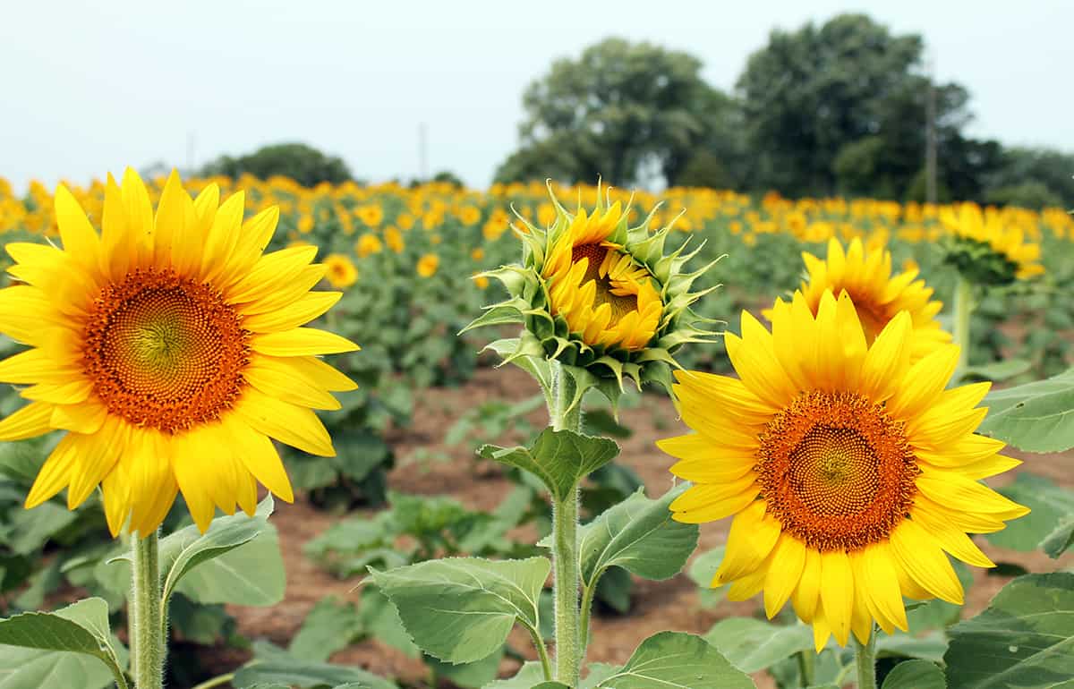 Two open sunflower blooms face east while one bloom continues to follow the sun.