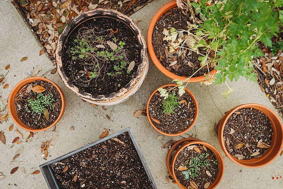 patio garden gardening with kids