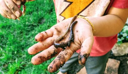 Exploring worms with kids safely