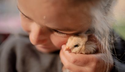 Raising Chickens with kids