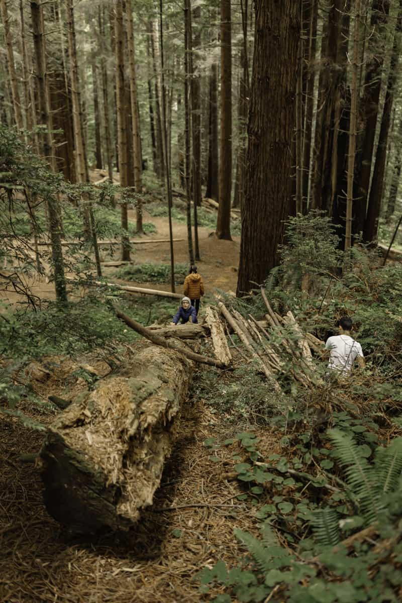 teaching kids about the importance of redwood trees