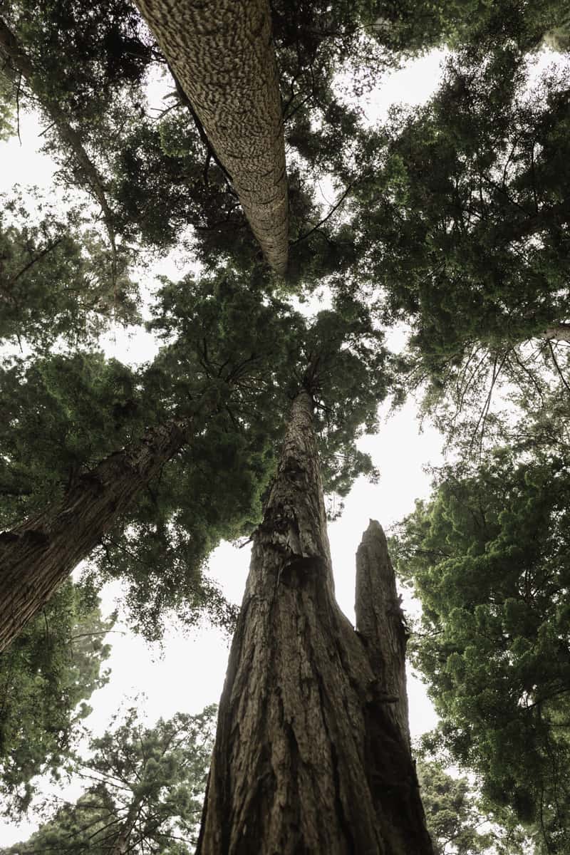 Prairie Creek Redwoods State Park