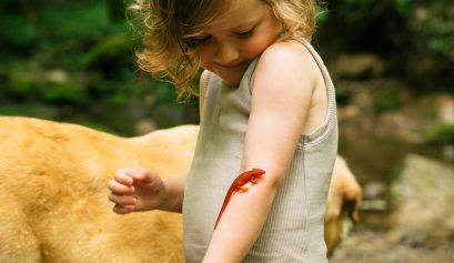 Child discovering eastern newt salamander in red eft stage.