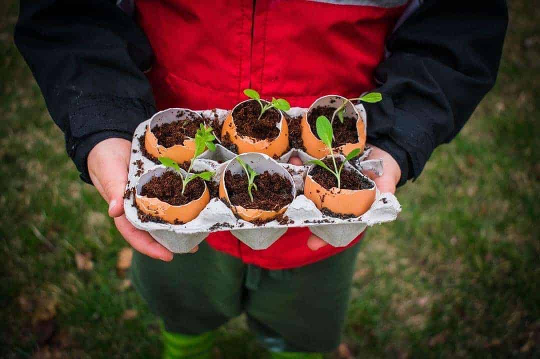 Starting plants in eggshells with kids