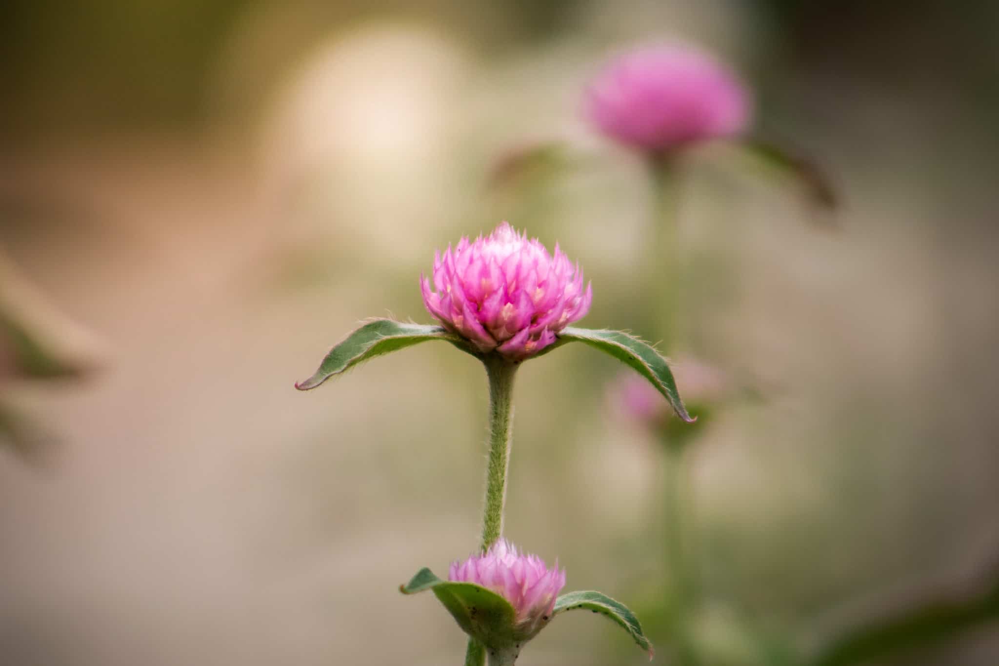 Red clover