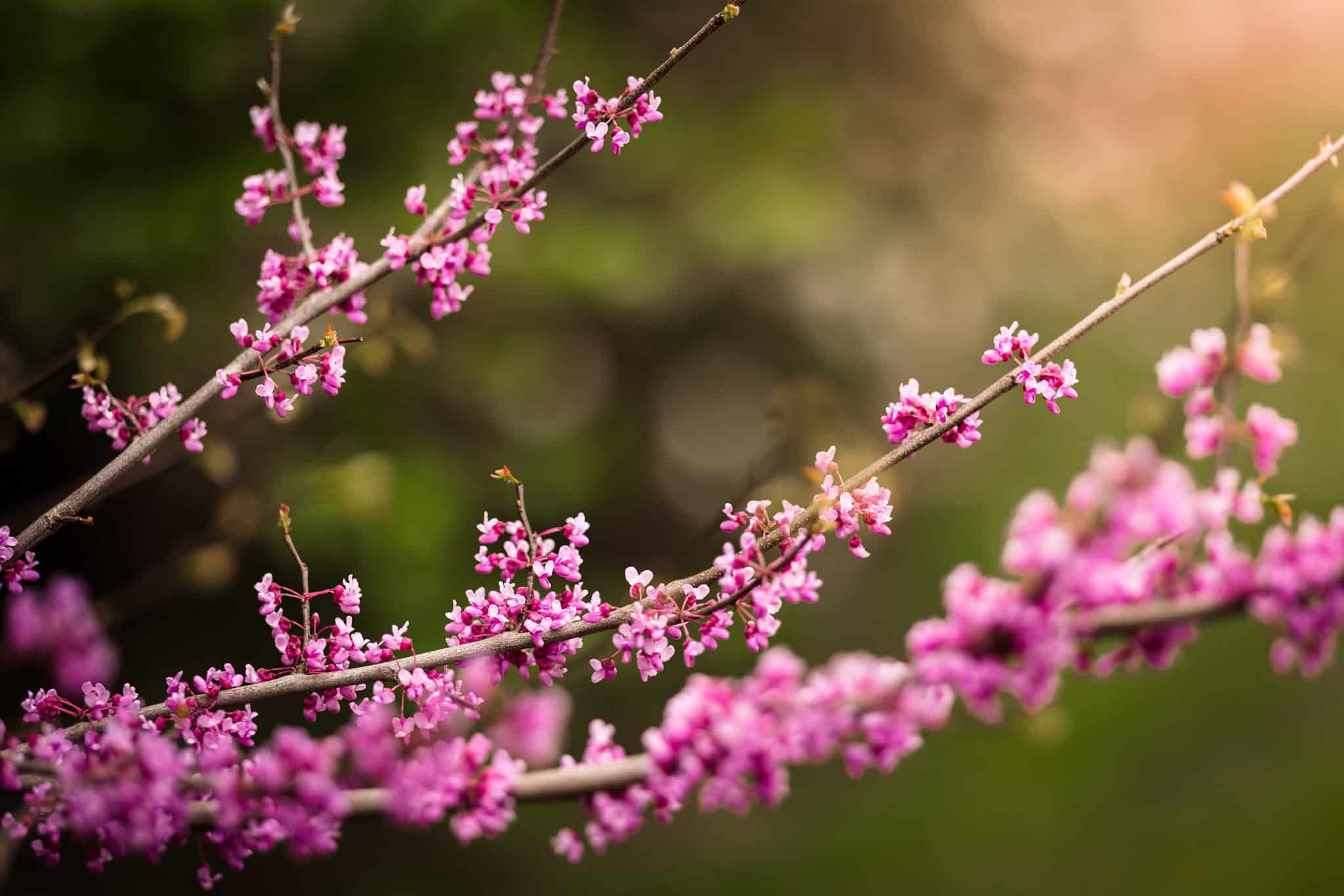 Red bud blossom