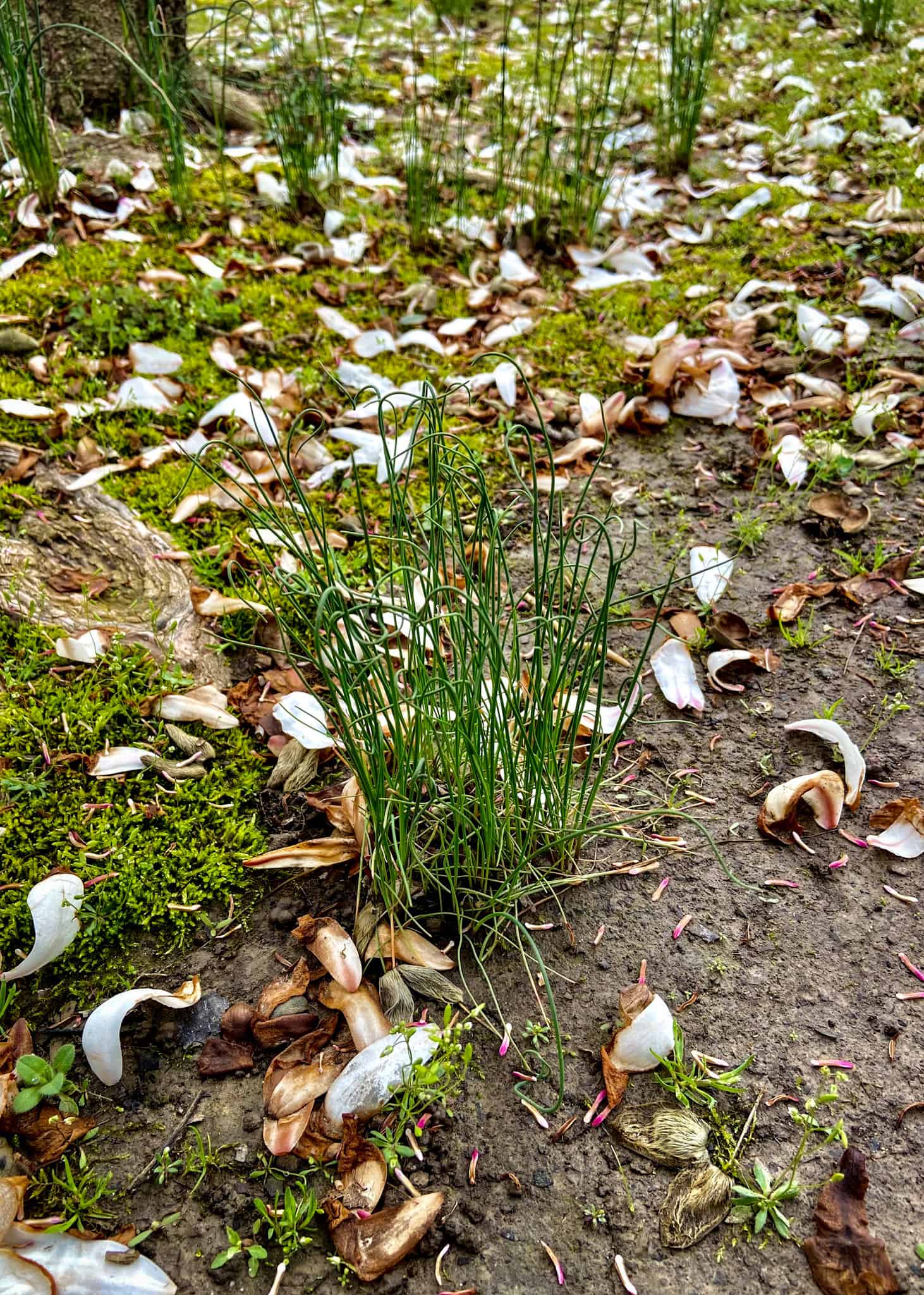 Onion grass 