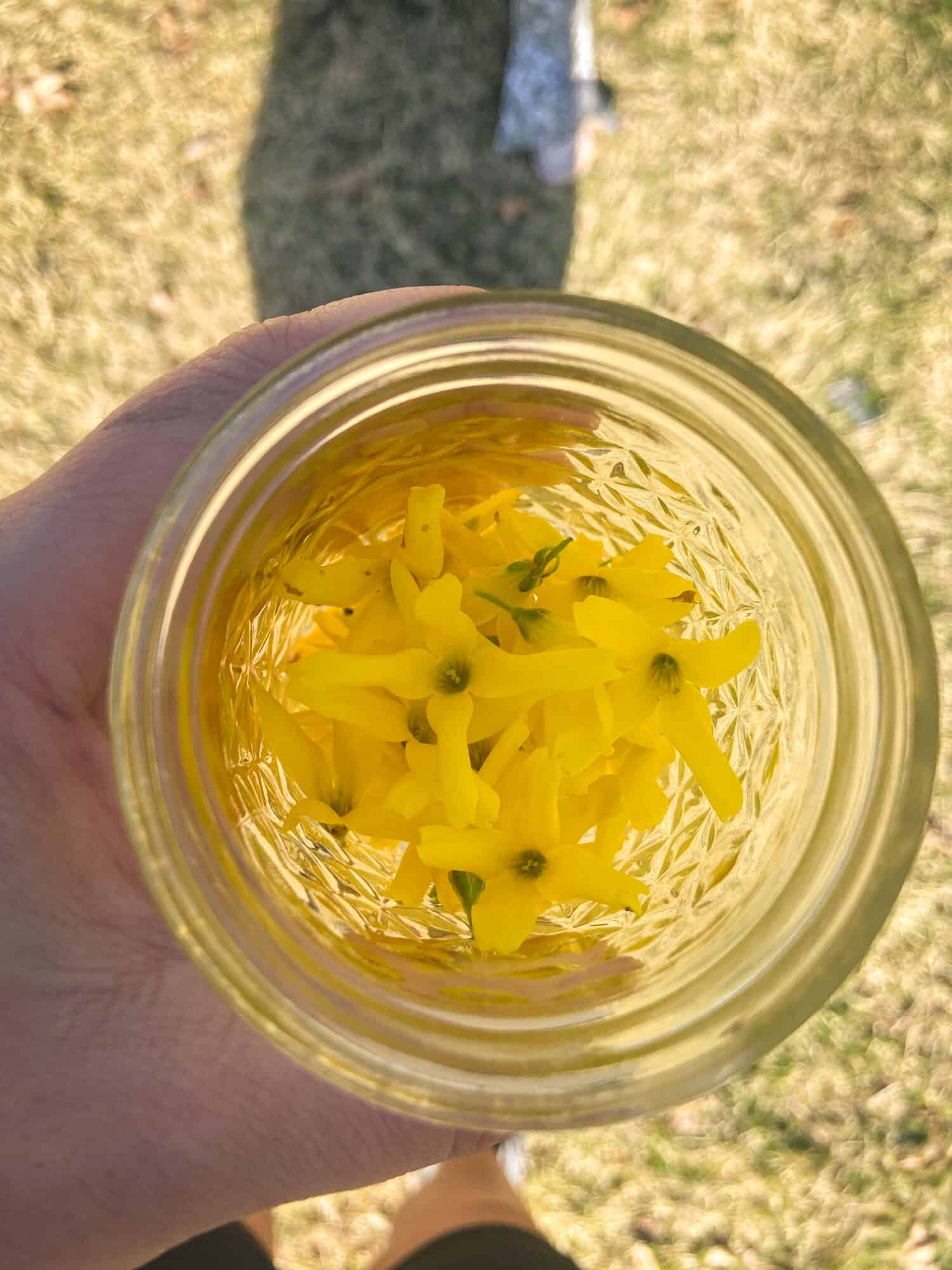 Forsythia flowers