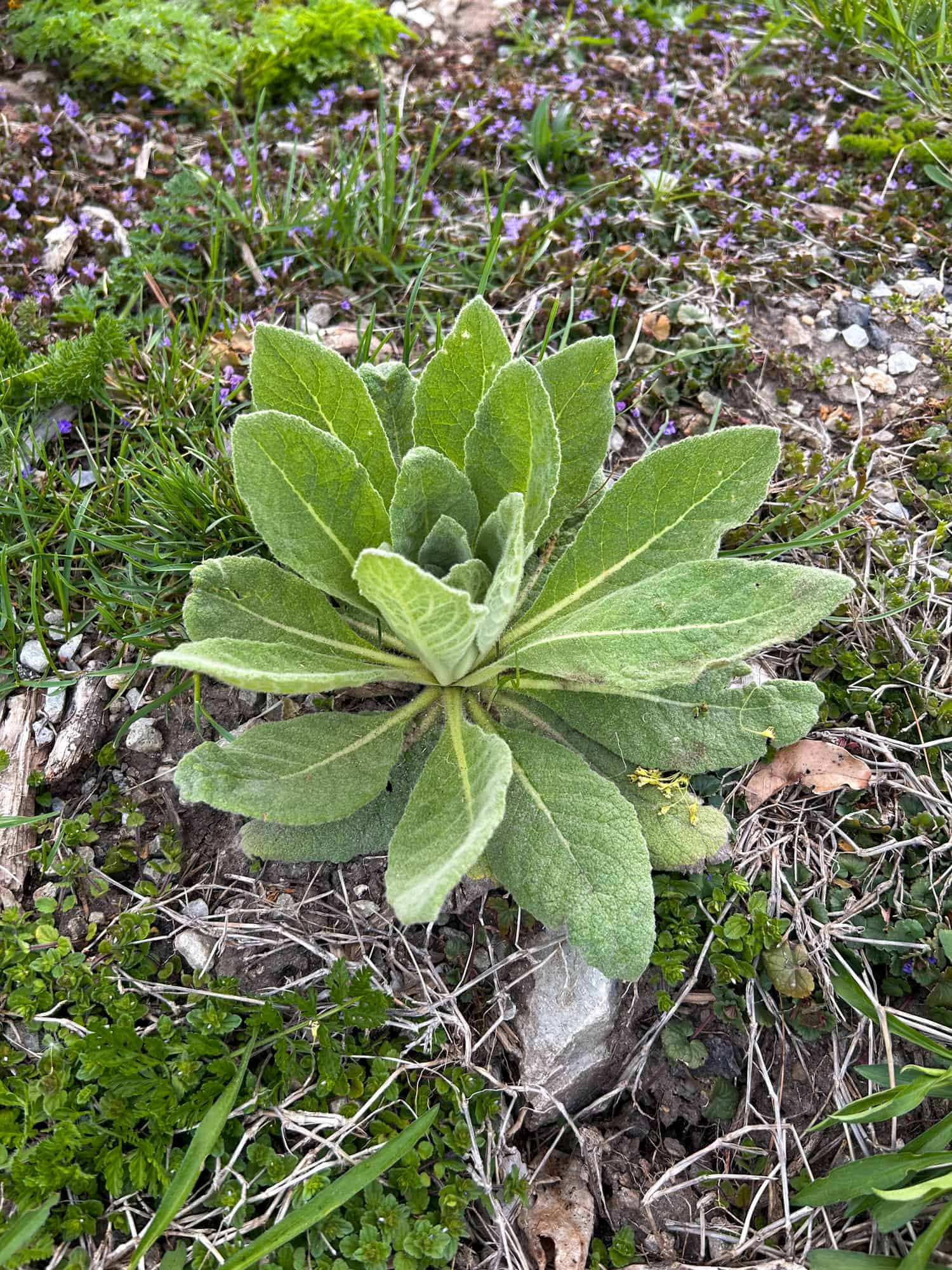 Mullein 