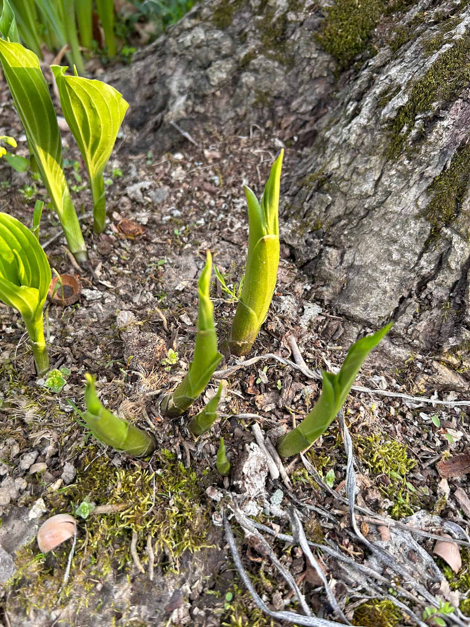 Hosta shoots