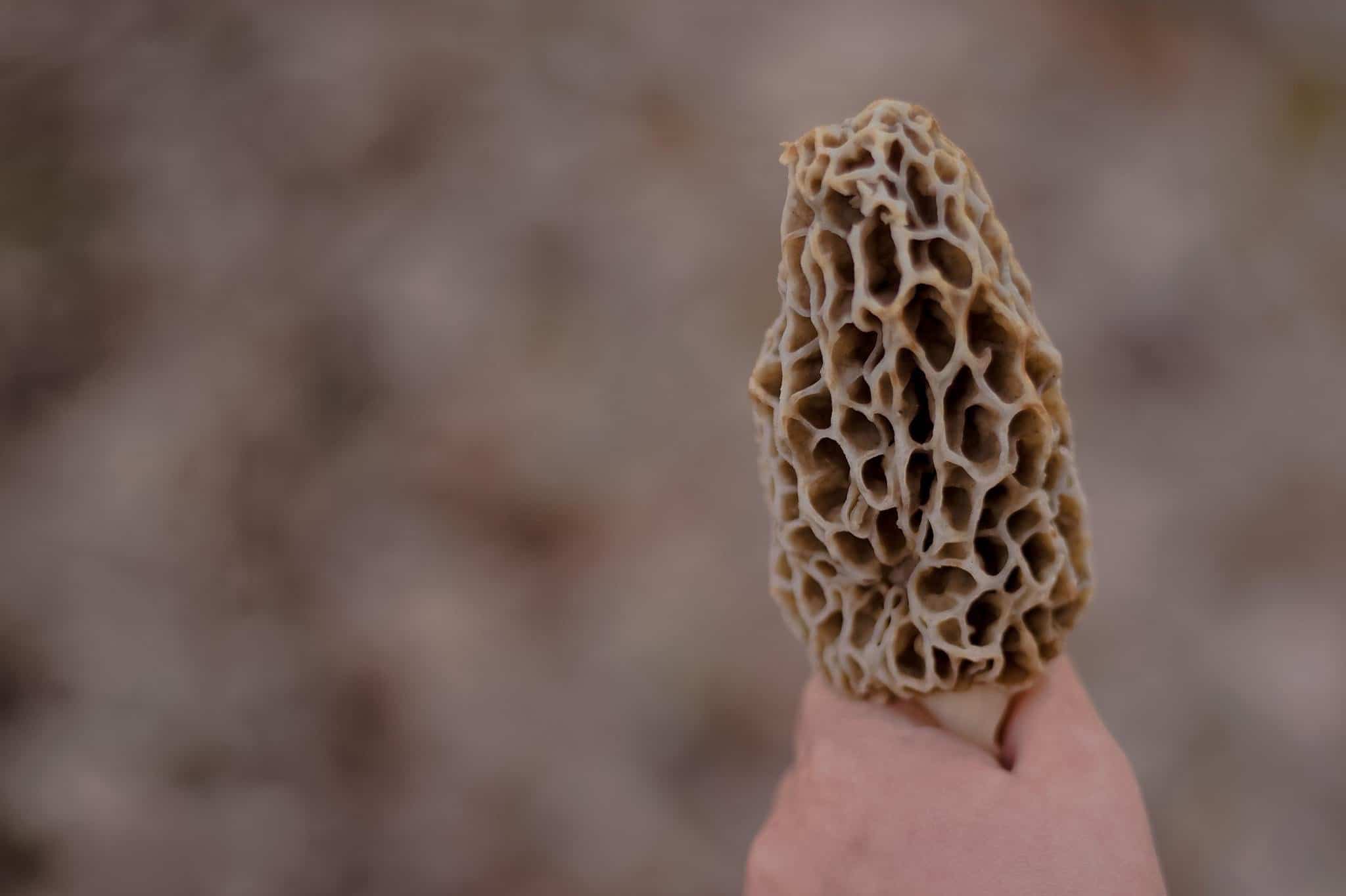 Morel mushrooms