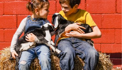 Baby goats