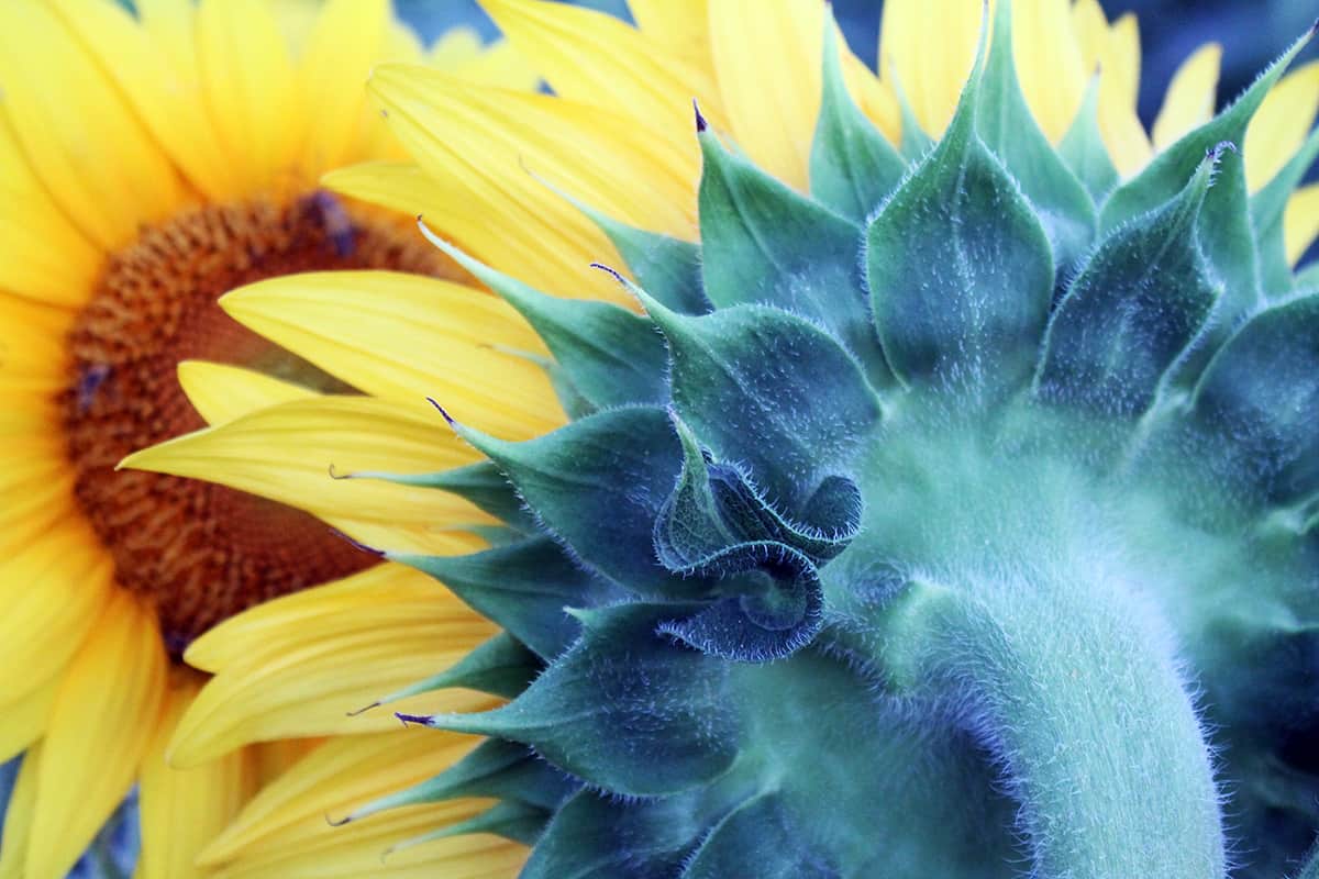 The back side of a sunflower in a field in the golden hour.