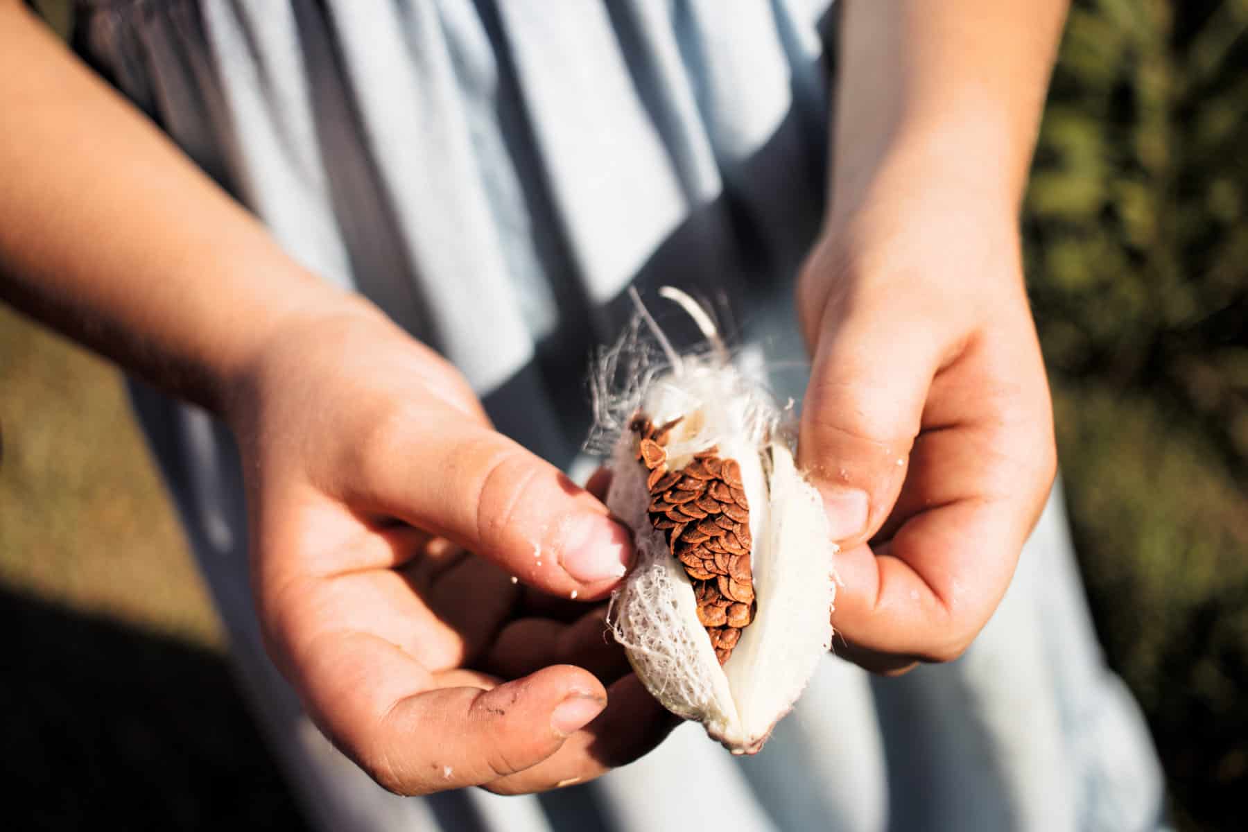 touching milkweed seedpod