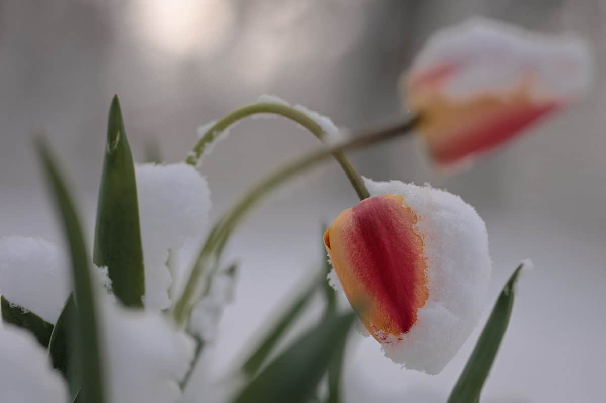 tulips in the snow