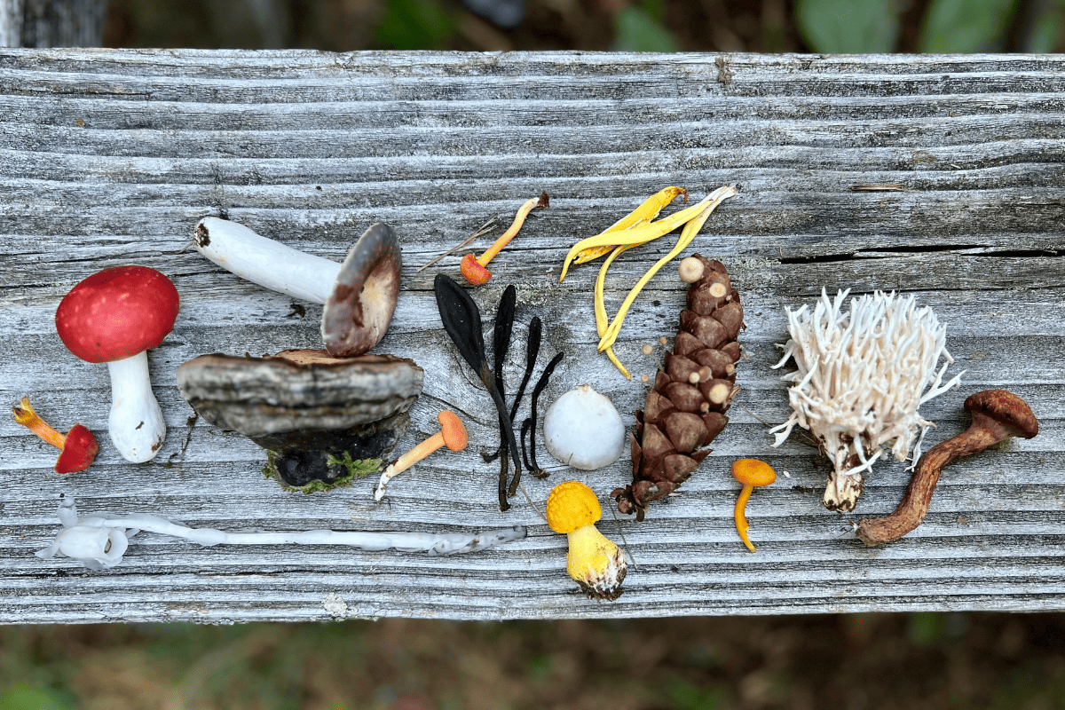 mushroom scavenger hunts.